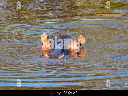Ein Hippo in einem Wasserloch im südlichen afrikanischen Savanne Stockfoto