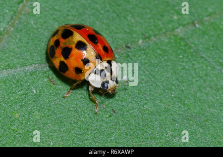 Mehrfarbige asiatische Marienkäfer, Harmonia axyridis Stockfoto
