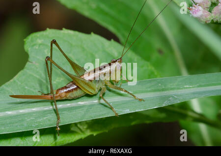 Kurze - winged Wiese Katydid, Conocephalus brevipennis, Weiblich Stockfoto