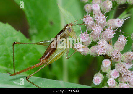 Kurze - winged Wiese Katydid, Conocephalus brevipennis, weiblichen Fütterung auf saltmarsh Berufskraut, Pluchea odorata Stockfoto