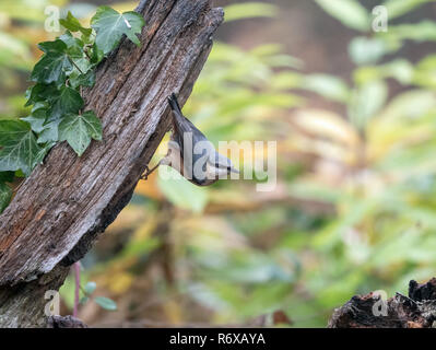 Wald Vogel eurasischen Kleiber in der klassischen Pose auf hölzernen Tor post. Stockfoto