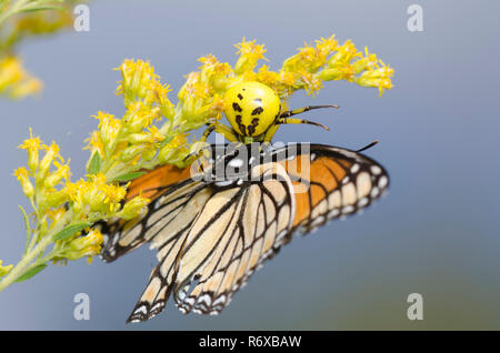 Whitebanded Crab Spider, Misumenoides formosipes, Fütterung auf erfasst Vizekönig, Limenitis Archippus, Kanada, goldrute Solidago canadensis Stockfoto