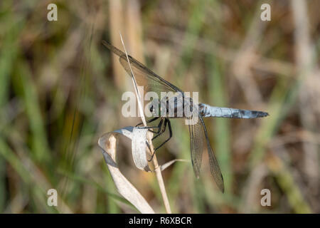 Blue Dragonfly auf der Reed Stockfoto