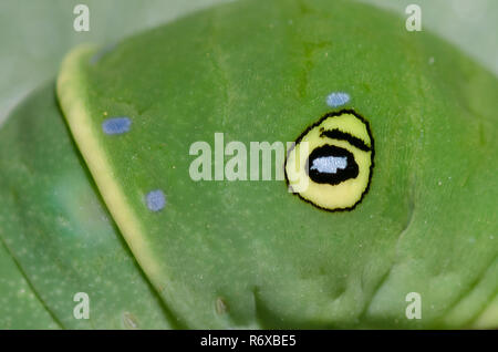 Östlicher Tigerschwanzschwanz, Pterourus glaucus, Raupe, falscher Augenwinkel, der eine Schlange nachahmt Stockfoto