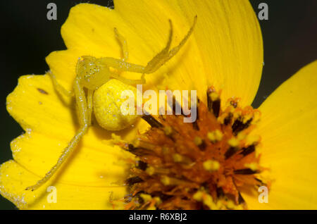 Crab Spider, Mecaphesa sp., steif, Greenthread Thelesperma filifolium Stockfoto