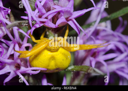 Whitebanded Crab Spider, Misumenoides formosipes, Blazing Star, Liatris sp. Stockfoto