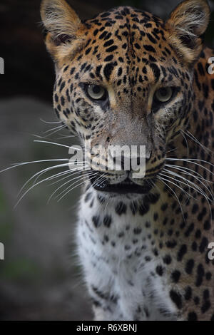 Close up Portrait von Persischer Leopard Stockfoto