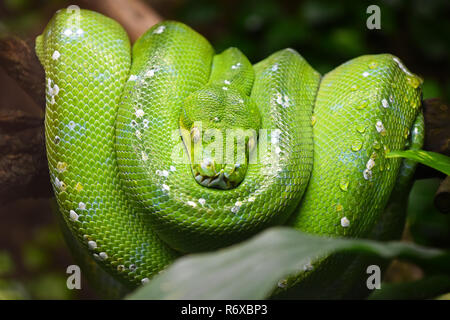 Green Tree python (Morelia viridis) Nahaufnahme Stockfoto