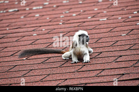 Baumwolle Tamarin sitzen auf der Dachterrasse Stockfoto