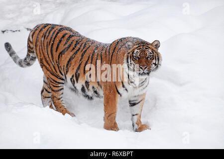 Sibirische Tiger in weiß winter schnee Stockfoto