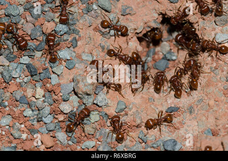 Red Harvester Ameisen, Pogonomyrmex barbatus, im Nest Eingang Stockfoto