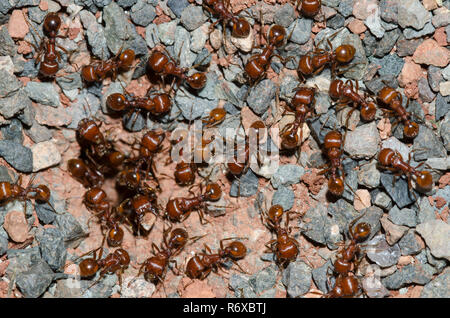 Red Harvester Ameisen, Pogonomyrmex barbatus, im Nest Eingang Stockfoto
