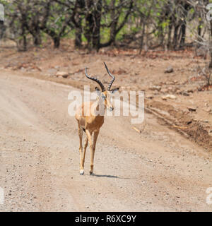 Einen Impala ram im südlichen afrikanischen Savanne Stockfoto
