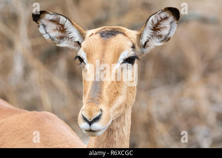 Ein weibliches Impala im südlichen afrikanischen Savanne Stockfoto