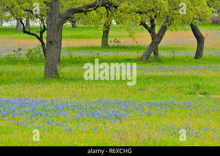 Texas Wildblumen in voller Blüte - Eichen und Bluebonnets, Seguin, Texas, USA Stockfoto