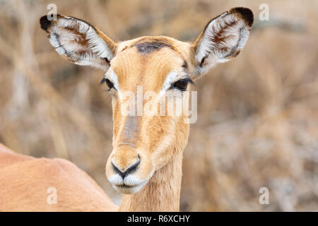 Ein weibliches Impala im südlichen afrikanischen Savanne Stockfoto