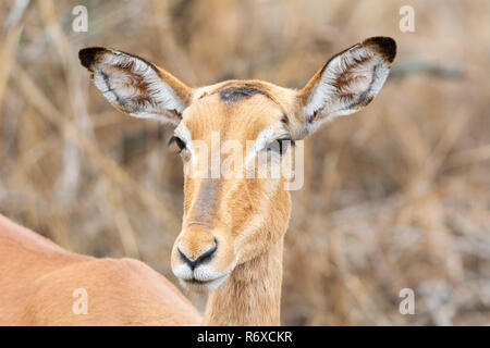 Ein weibliches Impala im südlichen afrikanischen Savanne Stockfoto