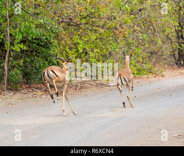 Impala rams läuft eine Straße im Südlichen Afrika Stockfoto