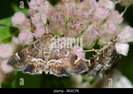 Zuckerrüben Webworm Motte Hymenia perspectalis, auf saltmarsh Berufskraut, Pluchea odorata beschmutzt Stockfoto