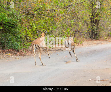 Impala rams läuft eine Straße im Südlichen Afrika Stockfoto