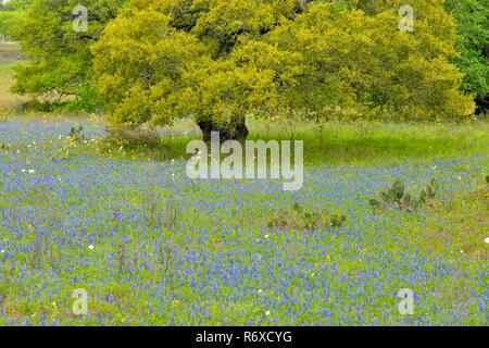 Texas Wildblumen in voller Blüte-Kornblumen und Eichen, Pleasanton, Texas, USA Stockfoto