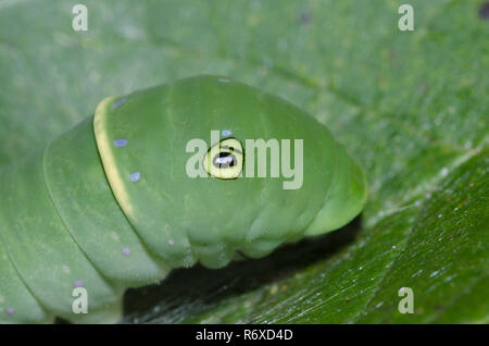 Östlicher Tigerschwanzschwanz, Pterourus glaucus, Raupe auf grüner Asche, Fraxinus pennsylvanica Stockfoto