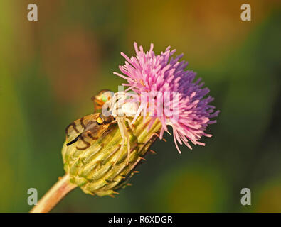 Kleine weiße crab Spider (Misumena vatia) mit aufgenommene Bild - winged Fliegen (Urophora jaceana) auf Blume Leiter der Flockenblume (Centaurea nigra) in Italien Stockfoto