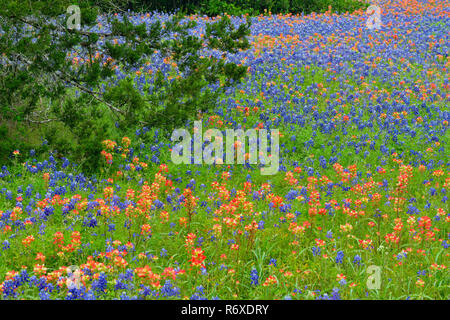 Spring wildflowers - Texas Pinsel und Bluebonnets auf eine Wohn-, Austin, Texas, USA Stockfoto