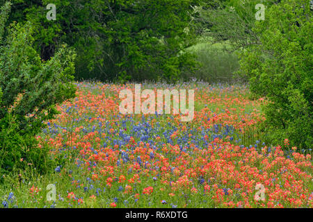 Am Straßenrand Wildblumen entlang Segura Lane mit Texas Pinsel, Llano County, Texas, USA Stockfoto