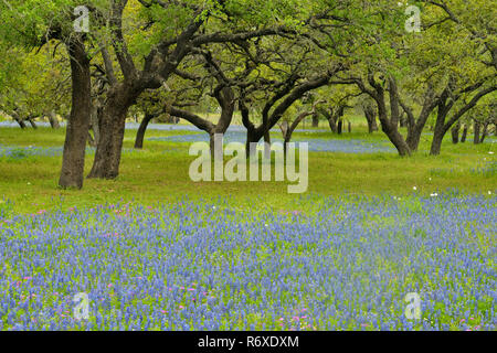 Texas Wildblumen in voller Blüte-Kornblumen und Eichen, Somerset, Texas, USA Stockfoto