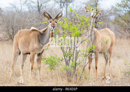 Ein paar der Kudu Antilope im südlichen afrikanischen Savanne Stockfoto