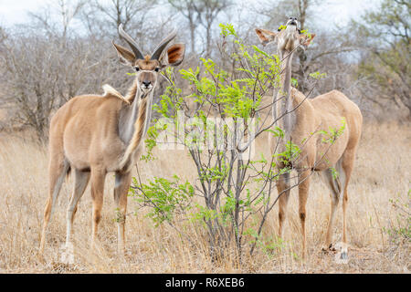 Ein paar der Kudu Antilope im Südlichen Afrika Stockfoto