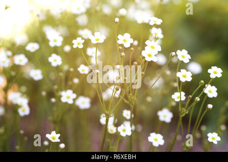 Nordischen Menschen Zeichen androsace Septentrionalis Stockfoto