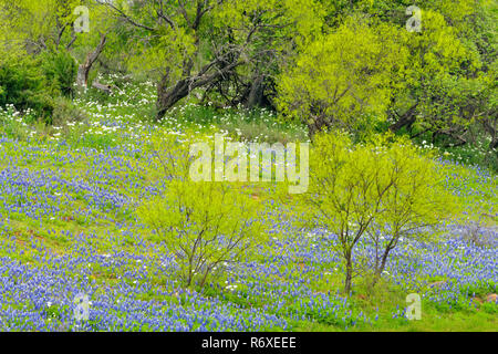 Bluebonnets und Felsen rund um Coal Creek, Willow City Loop, Gillespie County, Texas, USA Stockfoto