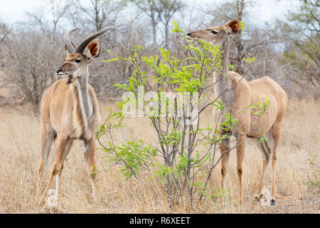 Ein paar der Kudu Antilope im südlichen afrikanischen Savanne Stockfoto