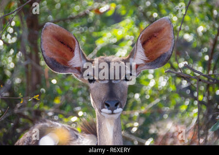 Eine weibliche Kudu im südlichen afrikanischen Savanne Stockfoto