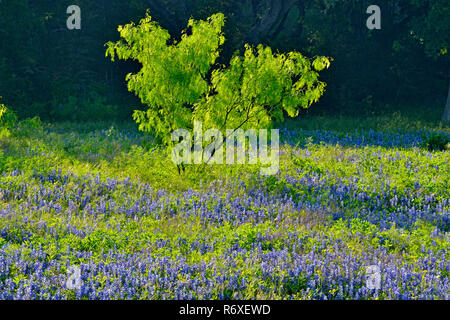 Am Straßenrand bluebonnets in voller Blüte, Burnett County, Texas, USA Stockfoto