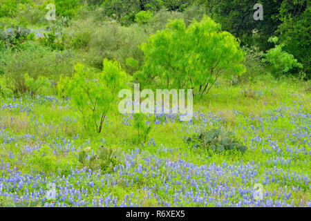 Wildblumen am Straßenrand entlang TS SH 71 mit Bluebonnets und Feder Mesquite, Llano County, Texas, USA Stockfoto