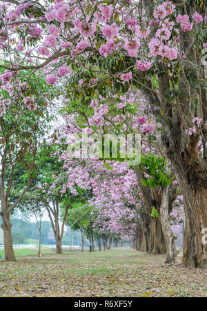 Rosa Blume baum Tunnel der Tabebuia oder Trompete Baum Stockfoto