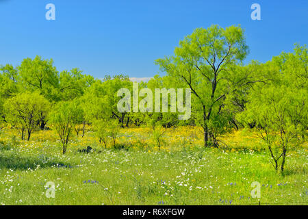 Frühling Wildblumen und Mesquite Bäumen entlang State Hwy 29, Llano County, Texas, USA Stockfoto