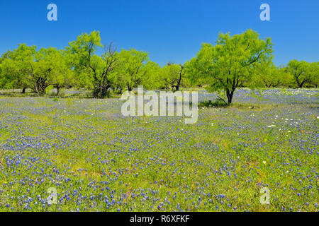 Wildblumen entlang der Kunst Hedwigs Hill Road, Mason County, Texas, USA Stockfoto