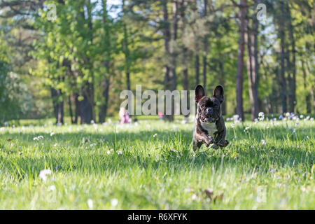 Die Französische Bulldogge läuft gegen die Kamera Stockfoto