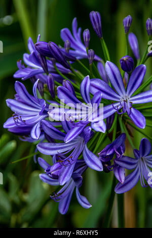 Agapanthus lila Wolke, Schmucklilie Stockfoto