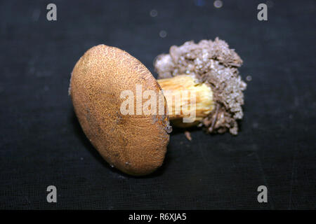 Xerocomus subtomentosus, allgemein bekannt als Wildleder oder Gelb und Braun bolete Bolet, langweilig Braun bolete Bolet aka Gelb - rissig Stockfoto