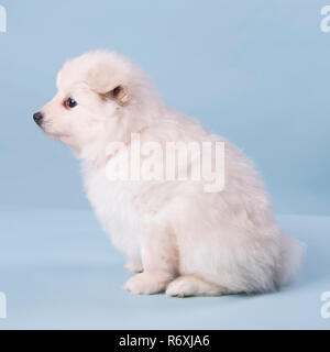 Pomeranian Welpen 6 Wochen alt süße Fotografie Stockfoto