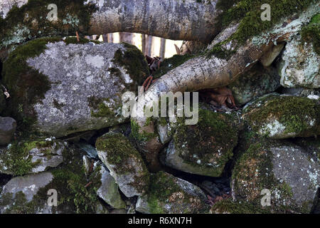 Die dicken Wurzeln eines Baumes wachsen durch eine Mauer aus Stein Stockfoto