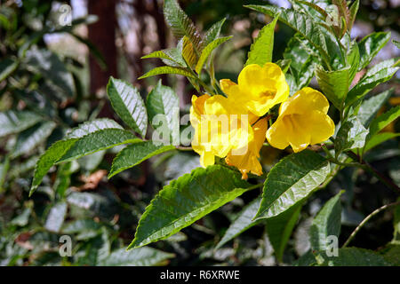 Trompete Trompete Blume, Baum, gelb, gelb Bell (Tecoma stans) Stockfoto