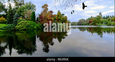 Englisch Herbst mit fliegenden Vögel - Vereinigtes Königreich Stockfoto