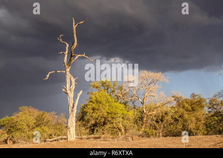 Typische Landschaft von Savannah, Kurger NP, Südafrika Stockfoto