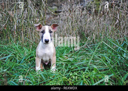 Welpen im Gras sitzen. Stockfoto